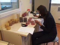 Siguldas Valsts ģimnāzijas skolēniem godalgotas vietas  Valsts skolēnu zinātniski pētniecisko darbu lasījumos