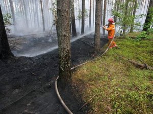 Valsts meža dienests aicina ievērot ugunsdrošību mežos 