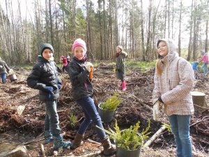 Siguldas 1.pamatskolas skolēni Allažos stāda mežu