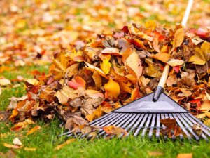 Siguldas novada pašvaldība aicina sakopt savus īpašumus; līdz 31.oktobrim drīkst dedzināt sausās lapas
