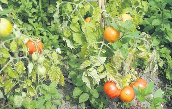 Informācija par mazdārziņiem