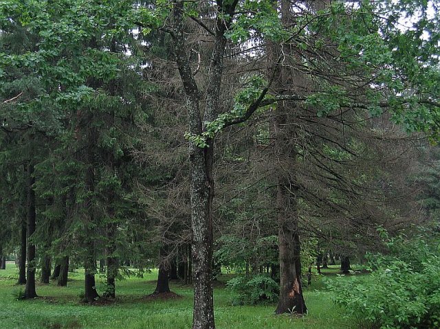 Raiņa parkā izcirtīs bojātās egles