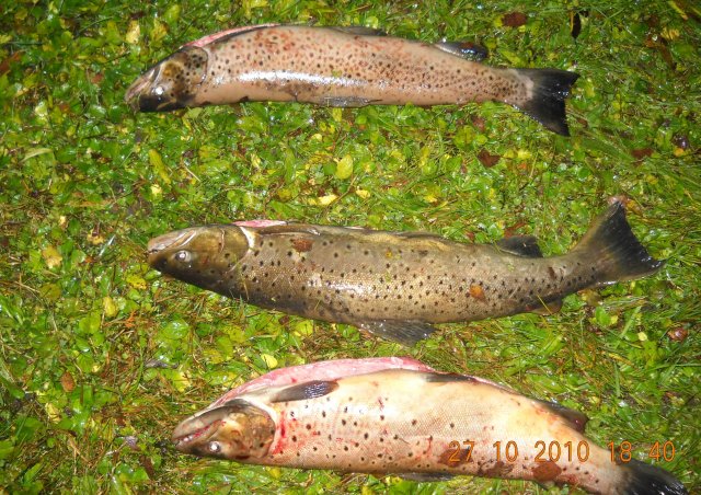 Siguldas novada Pašvaldības policija aiztur malu zvejniekus