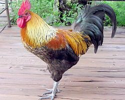 Mārtiņdiena Jūdažos