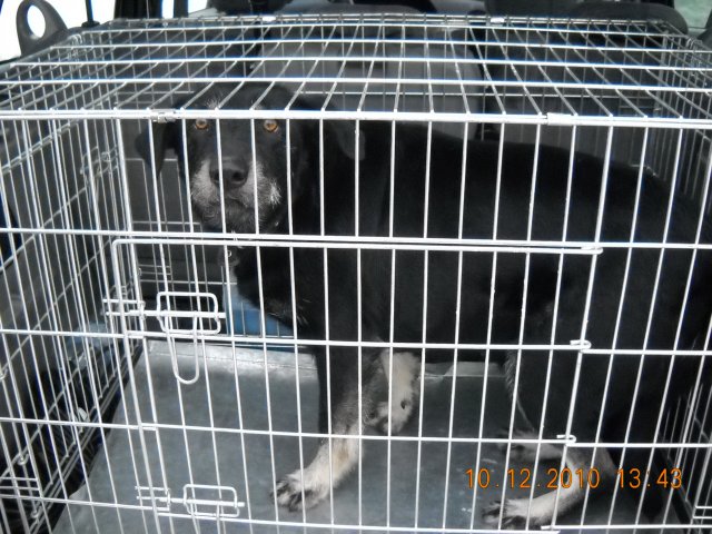 Aicina pieteikties suņa īpašniekus