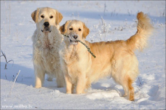 Saimniekiem jāreģistrē suņi