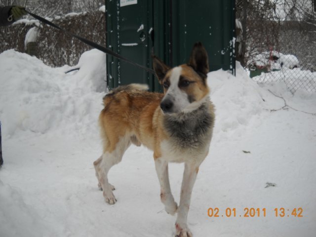 Pašvaldības policija patversmē nogādājusi divus suņus