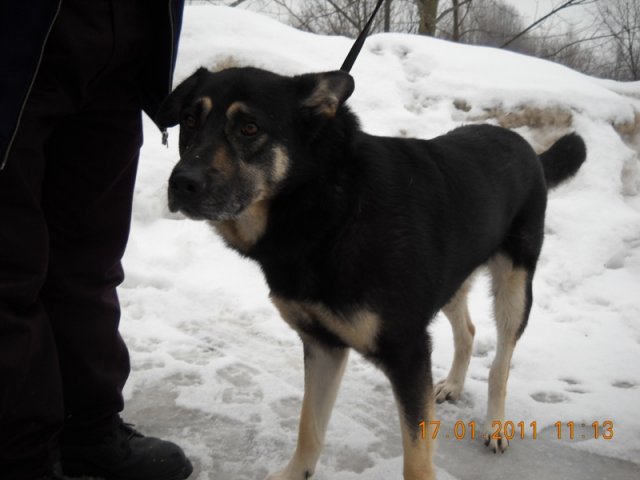 Informācija suņu īpašniekiem