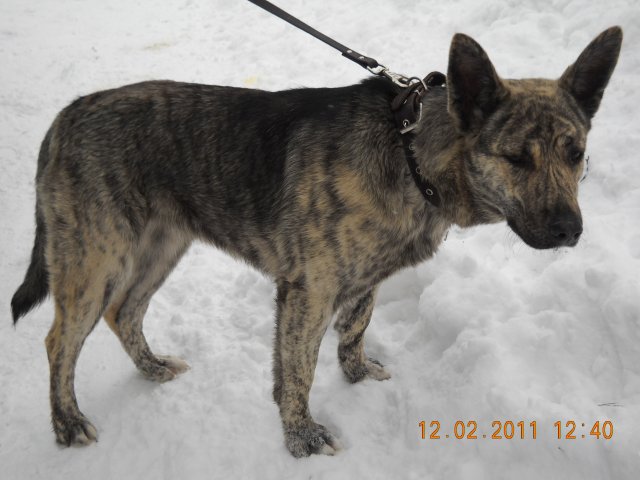 Aicina pieteikties suņu īpašniekus