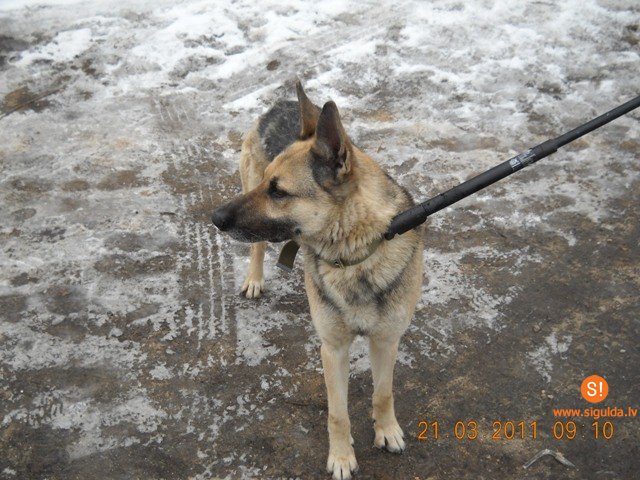 Lūgums atsaukties suņa īpašniekam