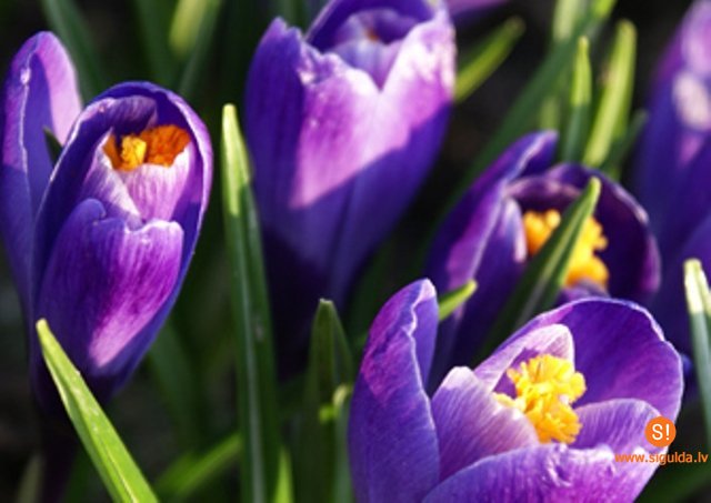 Šonedēļ Siguldas novadā – Teātra diena, koncerti un mazo vokālistu konkurss