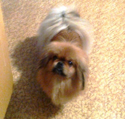 Lūgums palīdzēt – pazudis suns