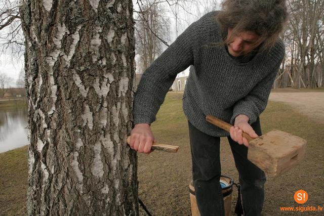 Turaidas muzejrezervāts aicina uz Bērzu sulu dienu