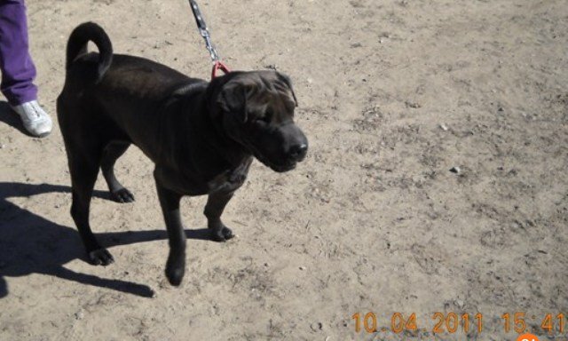 Pašvaldības policija lūdz atsaukties suņu saimniekiem