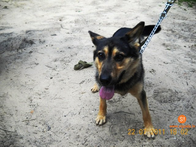 Lūgums atsaukties suņa saimniekam