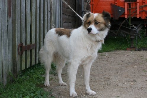 Lūdzam atsaukties suņa saimniekus