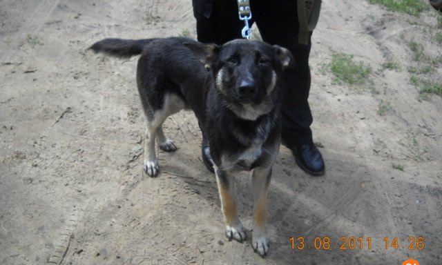 Lūgums atsaukties suņa saimniekam