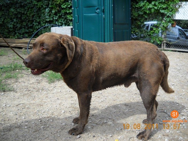 Pašvaldības policija lūdz atsaukties suņu saimniekus