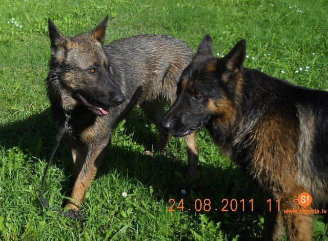 Pašvaldības policija lūdz atsaukties suņu saimniekiem