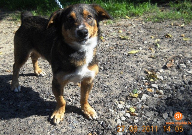 Pašvaldības policija lūdz atsaukties suņa saimnieku