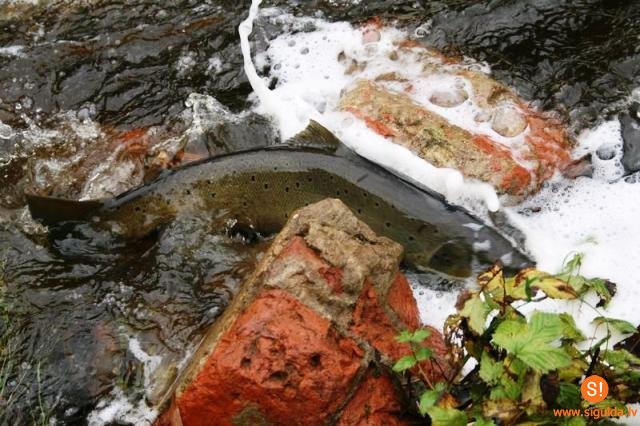 Siguldā no Gaujas tilta var vērot lašu nārstu