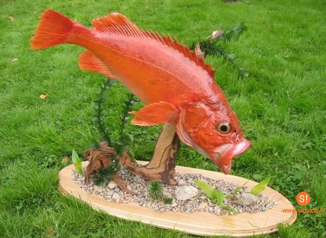 Vajadzīgs atbalsts siguldietei dalībai Pasaules Taksidermijas Čempionātā