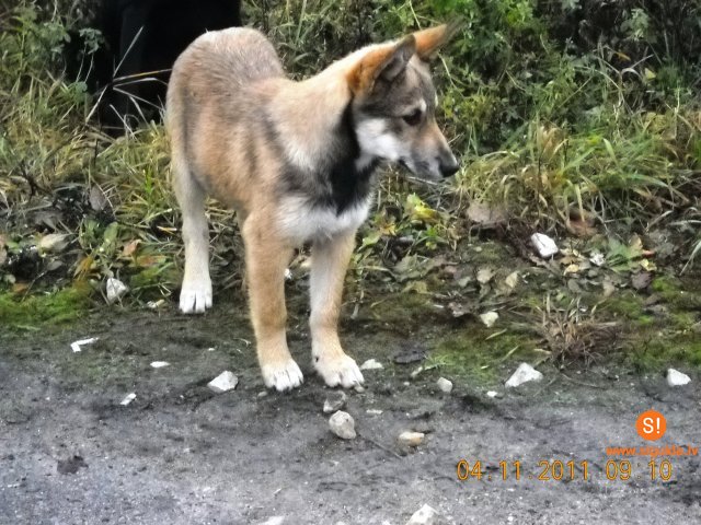 Pašvaldības policija lūdz atsaukties suņu saimniekus