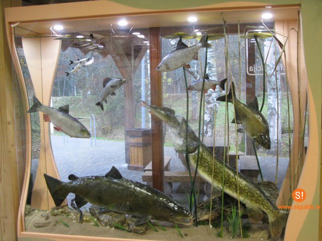 Gūtmaņalas Apmeklētāju centrā būs apskatāma Gaujas zivju daudzveidība