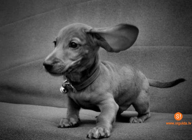 Takšu šķirnes sunītis meklē saimnieku