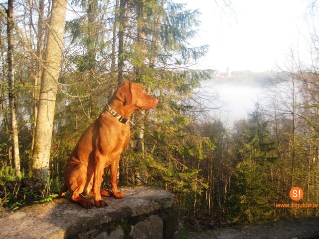 Siguldiete ar suni izcīna Latvijas čempionu titulu kanikrosa sacensībās