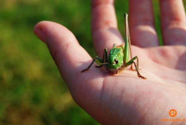 Siguldas novada skolēniem augsti sasniegumi starpnovadu bioloģijas olimpiādē