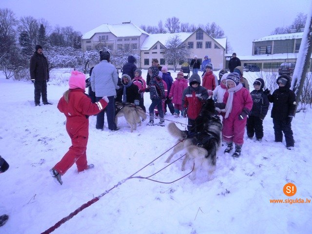 Pirmklasnieki Allažos iemēģina braukšanu suņu pajūgā