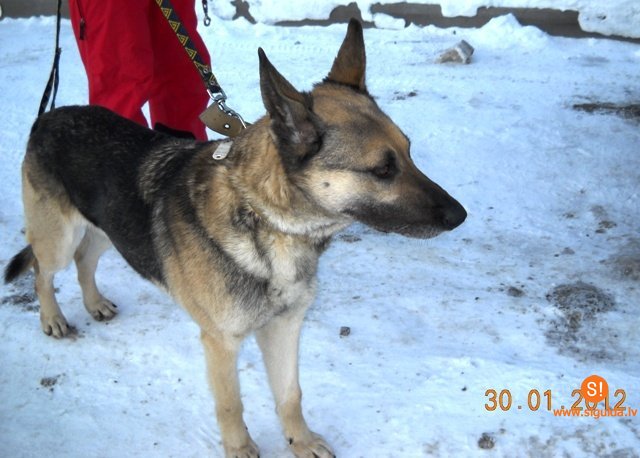 Siguldas novada Pašvaldības policija lūdz atsaukties suņu saimniekiem