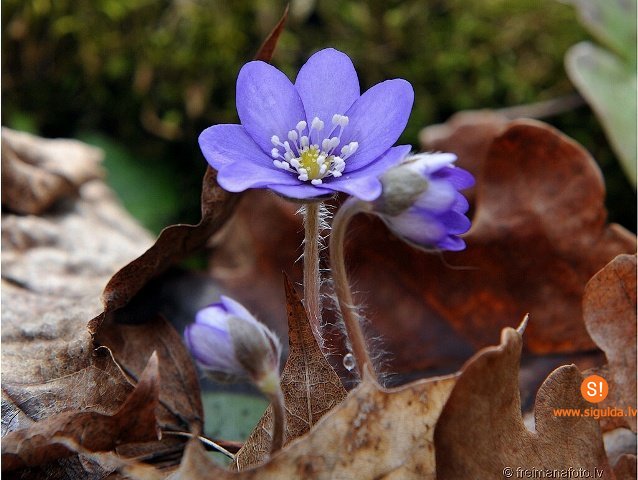 Siguldā būs skatāma fotoizstāde — Pavasara terapija