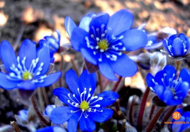 Šonedēļ Siguldas novadā – Latvijas Stādu parāde, izstādes, leļļu teātra izrāde, sports, koncerti un deju pasākumi