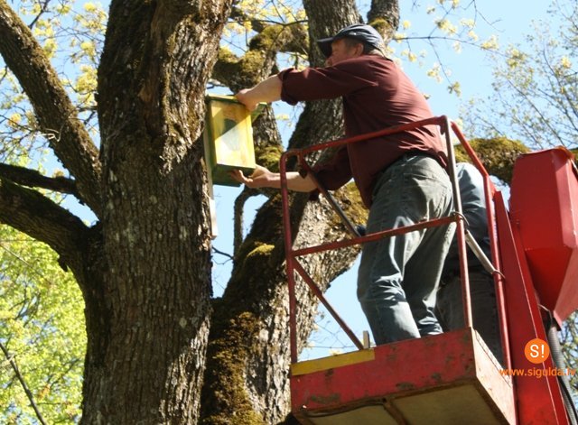 Maija parkā apskatāmi apgleznoti putnu būrīši
