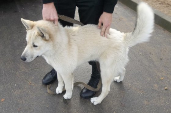Lūgums atsaukties suņa saimniekam