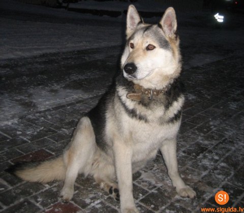 PAPILDINĀTS: Lūgums atsaukties trīs suņu saimniekus