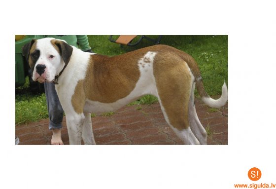 Lūgums palīdzēt – pazudis suns