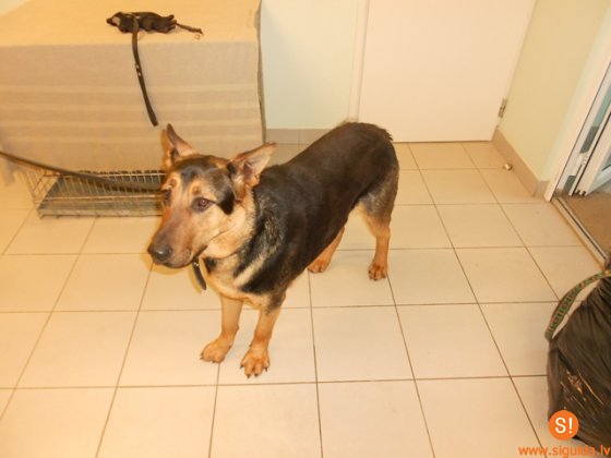 Lūdz atsaukties piecu suņu saimniekus