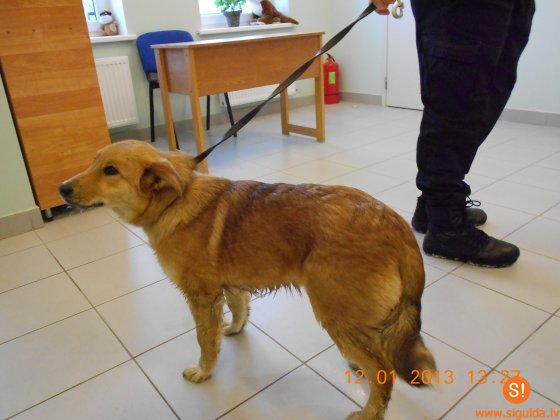 Lūdz atsaukties suņa saimnieku