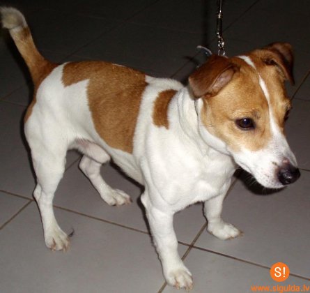 Lūdz atsaukties suņa saimniekus