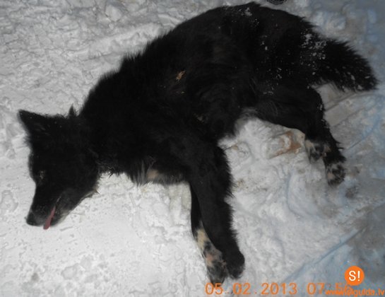 Lūdz atsaukties suņa saimniekus