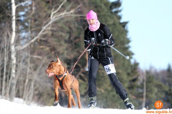 Siguldietei ar suni panākumi kamanu suņu sporta sacensībās