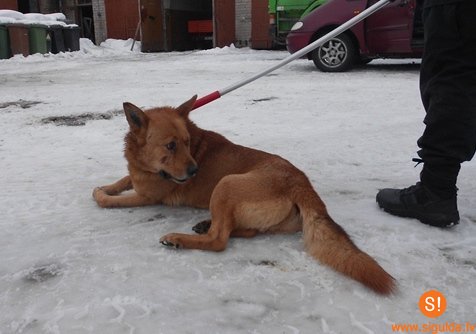 Lūdz atsaukties divu suņu saimniekus