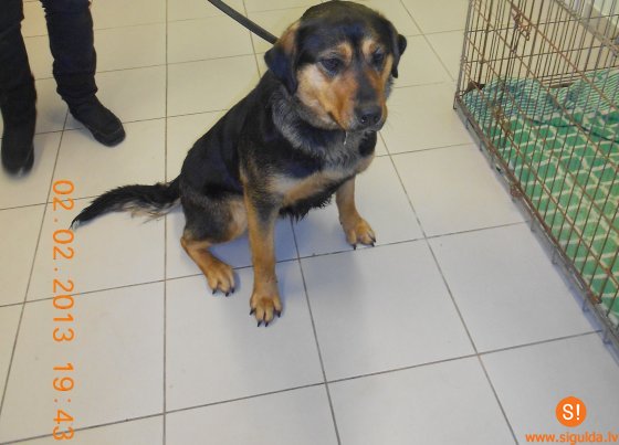 Lūdz atsaukties suņa saimnieku