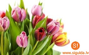 8.marta veltījumi Siguldas sievietēm – koncerts, izrāde un kino seanss