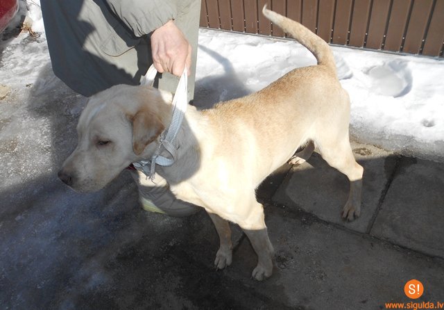 Lūdz atsaukties suņa saimniekus