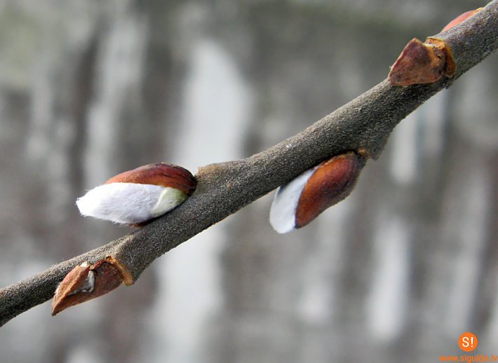 Lieldienu tradīcijas Allažos