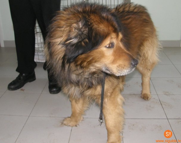 Lūdz atsaukties suņa saimnieku